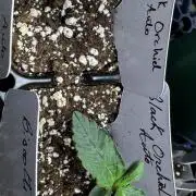 Black Orchid auto