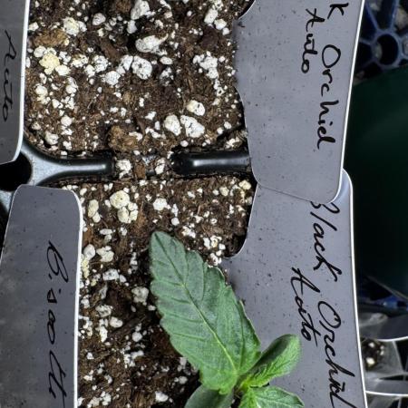 Black Orchid auto