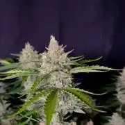 Delicious Cookies Auto #3?