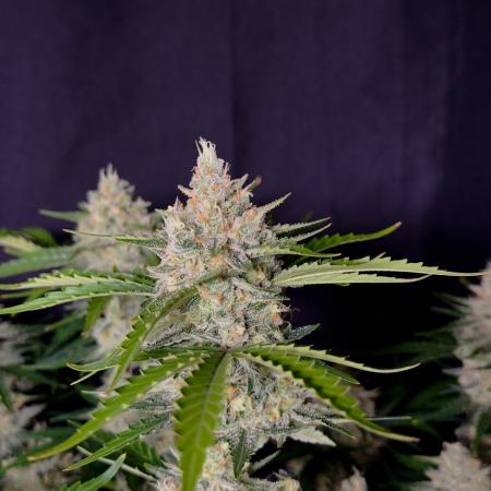 Delicious Cookies Auto #3?