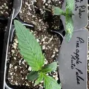 Pineapple Pulse