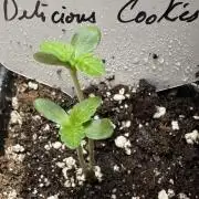 Twins Delicious Cookies