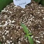Fractal/1gall/coco/bio