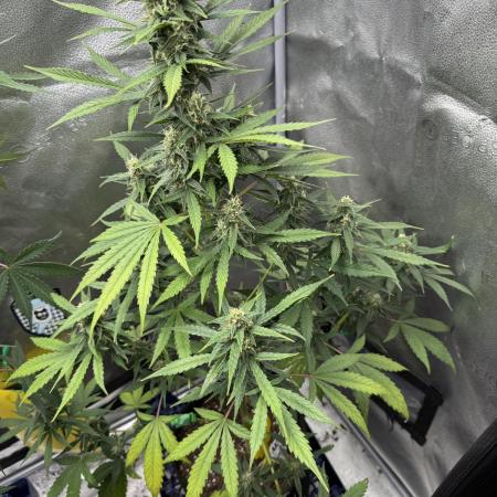 Ak-47 auto