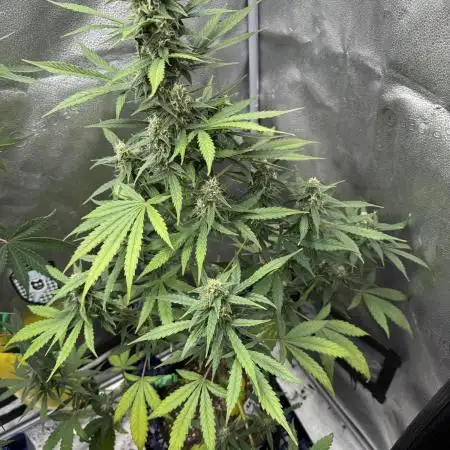 Ak-47 auto