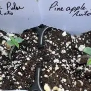 Pineapple Pulse