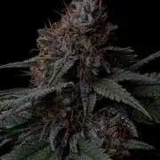 Sunset Sherbet Go Fast