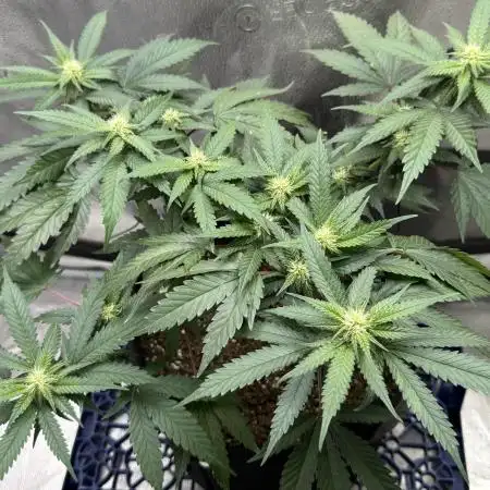 SuperBoof/clone/LSO