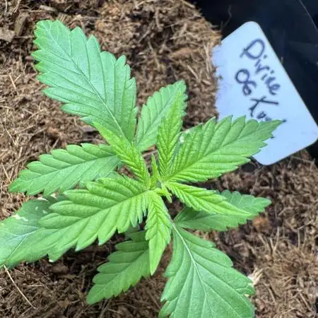 Divine OG Kush