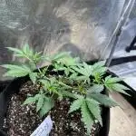 Strawberry cheesecake
