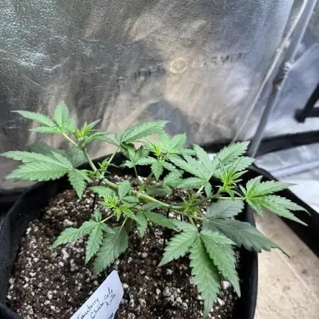 Strawberry cheesecake