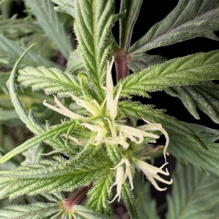 Auto Moon Rock