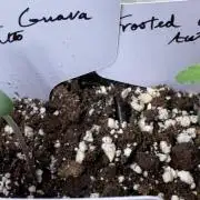 Frosted Guava