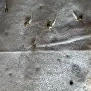 DeliciouS Cookies 11x