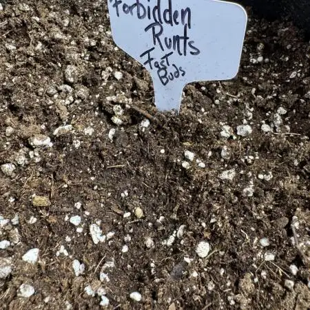 Forbbiden  Runtz auto