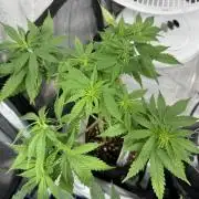 White Widow