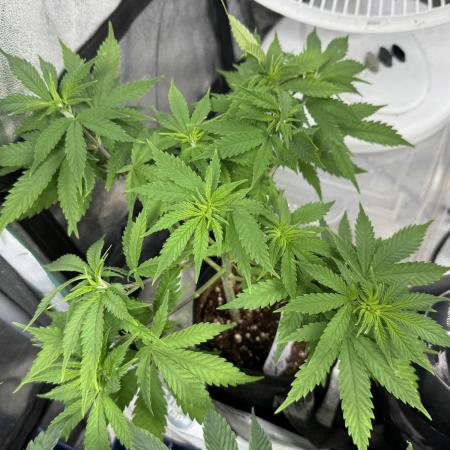 White Widow
