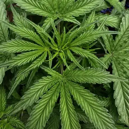 Cookies Apple Og F1 auto