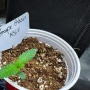 Grape Glacier