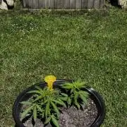 Black Orchid auto