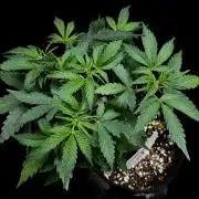 ?Delicious Cookies Auto #3?