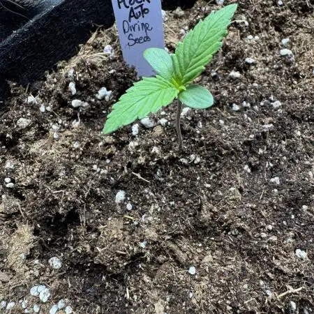Moon Rock auto #2