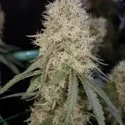 Pure skunk Go Fast