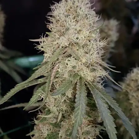 Pure skunk Go Fast