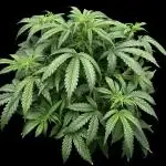 Cookies Apple Og F1 auto