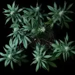 LSO:Purple punch Auto