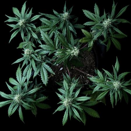 LSO:Purple punch Auto