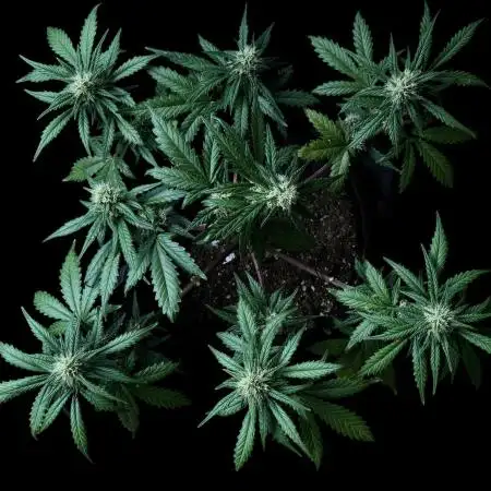LSO:Purple punch Auto