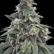 Divine Og Kush Bio
