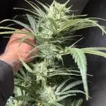 Moon Rock auto #2