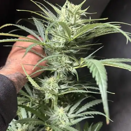 Moon Rock auto #2