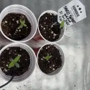 Sunset Sherbet Go Fast