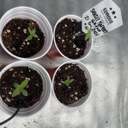 Sunset Sherbet Go Fast