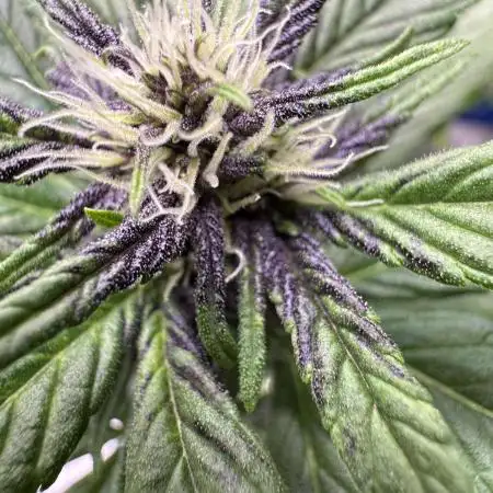 Devil Cream auto