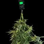 2x Futur #1 Auto