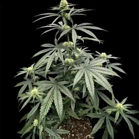 Strawberry Cough