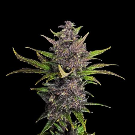 Devil Cream auto