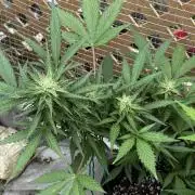 Lemon haze Auto