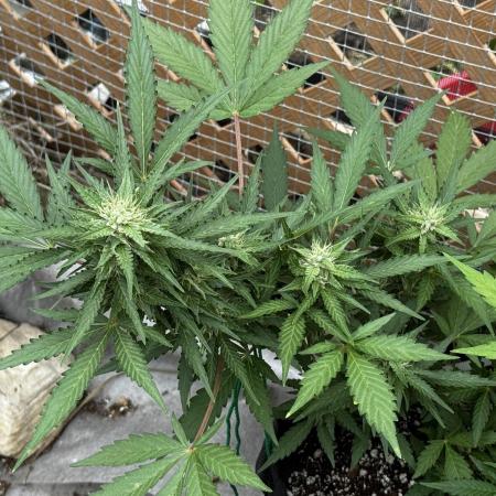 Lemon haze Auto
