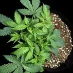 Auto Opiom #2