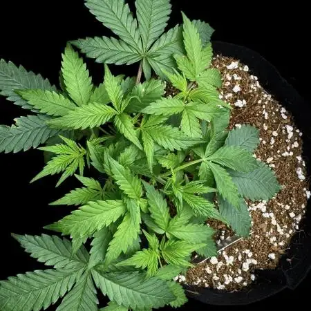Auto Opiom #2