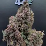 Purple Punch auto