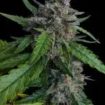 LSO:Purple punch Auto