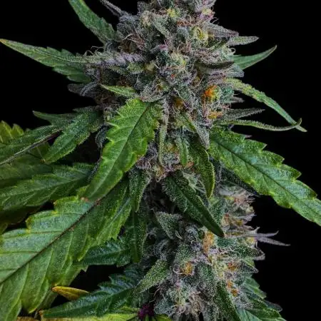 LSO:Purple punch Auto