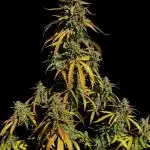 Ak-47 XL auto