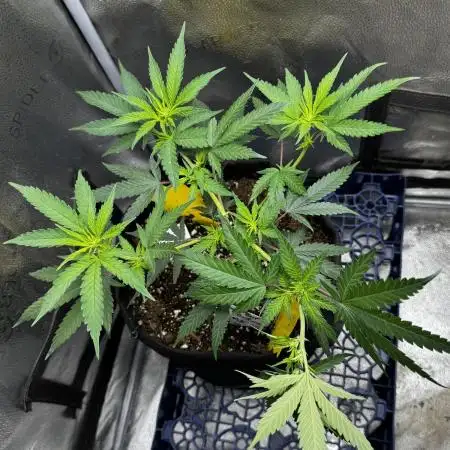 SuperBoof/clone/LSO